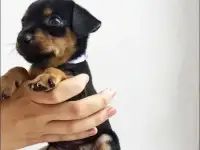Щеночки тойчики