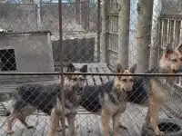 Восточноевоопейские овчарки