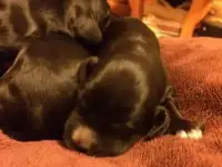 Щенки