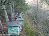 КРЫМСКИЙ ГОРНЫЙ МЕД, фотография 2