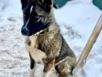 Изящная собака Милка в добрые руки