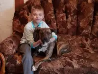 Щенки от стаф терьера помесь