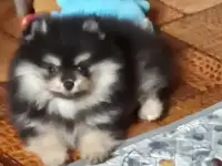 шпицы померашки, фотография 2