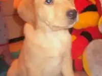  Самые верные друзья лабрадоры