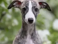 Уиппет щенки