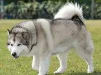 продам собаку