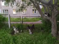 Собака помесь овчарки с лайкой в добрые руки, на охрану, фотография 6