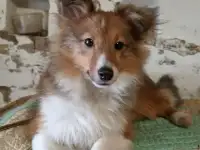 Щенки шелти