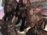 Ориентальные черные и коричневые котята