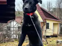 Щенок с разноцветными глазами, фотография 7