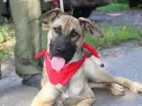 шикарный щенок друг и охрана