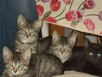 Отдам котят в добрые руки