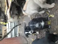 Щенки в добрые руки