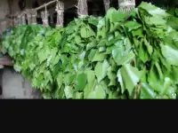 Продам банные веники оптом берзовые