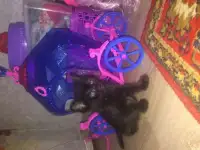 Отдам котяточек