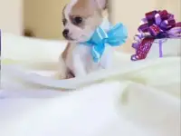 Щенки чихуахуа