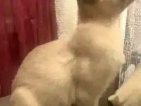 Бурманский котенок, фотография 2