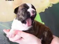 Щенки амстаффа