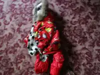 Продам комбинезон для собачки 