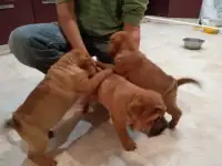 Выставочные щенки шарпея