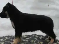 щенки восточники