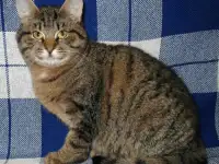 Шикарный котик в дар