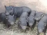 Вьетнамские вислобрюхие поросятат