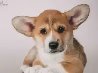 Вельш корги пемброк, фотография 10