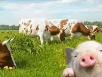 ПРОДАМ КОМБИКОРМ, ЗЕРНО
