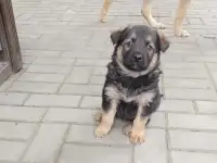 Щенки овчарки