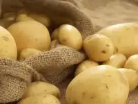 Картофель оптом от производителя.Урожай 2018!