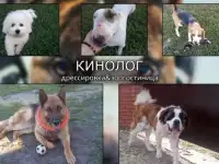 Дрессировка собак кинолог передержка