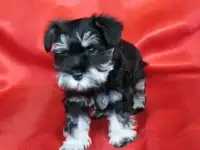 Щенки цвергшнауцера