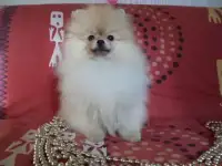 Померанский шпиц из питомника. Доставка.