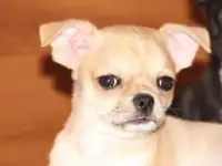 Щенки
