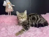 Британских котята, фотография 6