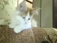 Котята Мейн-кун, фотография 3
