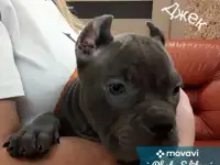 Щенки Американский булли