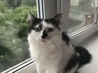Кошечка ищет своих хозяев