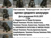 Щенки миттельшнауцера п-к бородатое ассорти