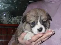 Вельш корги  Мальчики, фотография 5
