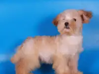 мальтипу Ф1 щенки   девочки мини, фотография 4