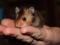Сирийские хомяки, крупные, ручные, фотография 12