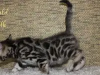 Бенгальские котята, фотография 3