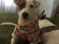 Джек Рассел