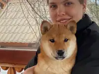 Сиба ину малышка девочка, фотография 2