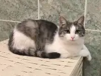 Алиса, кошечка из Вашего детства в добрые руки