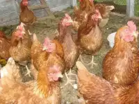 Продаются куры несушки (Рыжие) 
