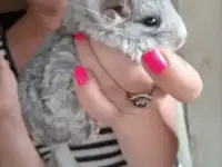 Шиншиллята
