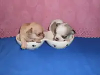 Щенки чихуа